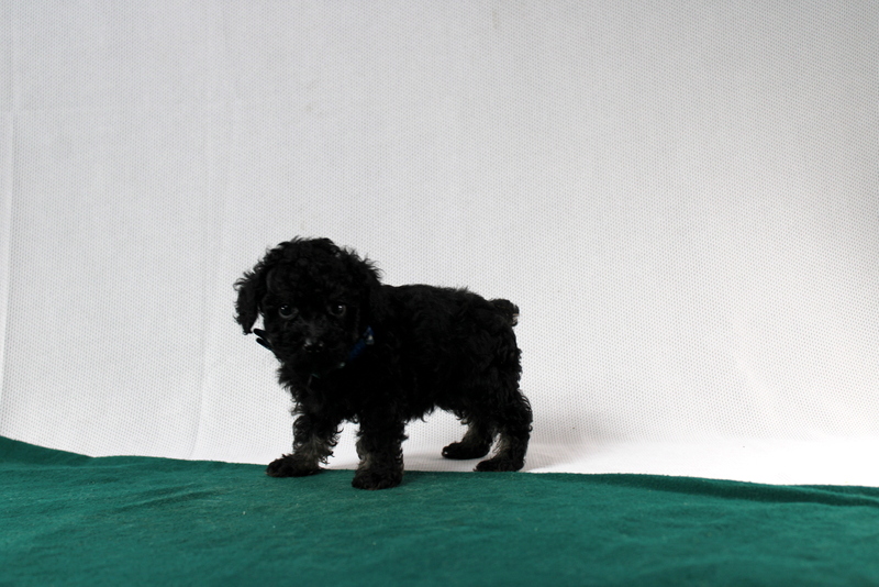 puppy, for, sale, Toy Poodle, Matthew B. Stoltzfus, dog, breeder, Gap, PA, dog-breeder, puppy-for-sale, forsale, nearby, find, puppyfind, locator, puppylocator, aca